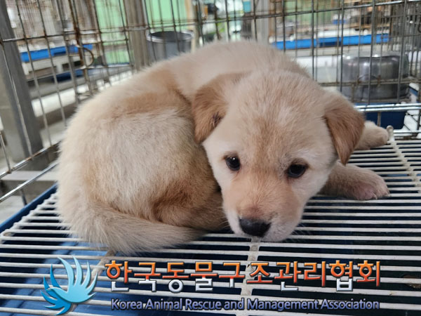 한국동물구조관리협회_441406202301895